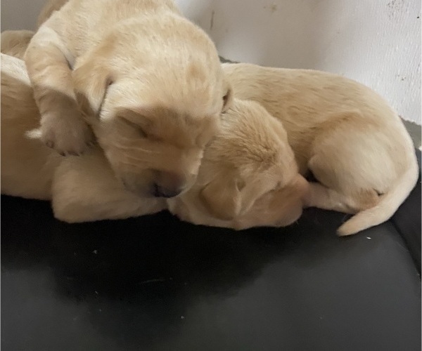 Medium Photo #5 Labrador Retriever Puppy For Sale in PRINCETON, MN, USA