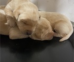 Small Photo #5 Labrador Retriever Puppy For Sale in PRINCETON, MN, USA