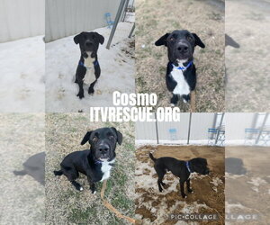 Cosmo - Male Labrador Retriever Dog for Adoption - Photo #10