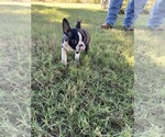 Small #4 Boston Terrier