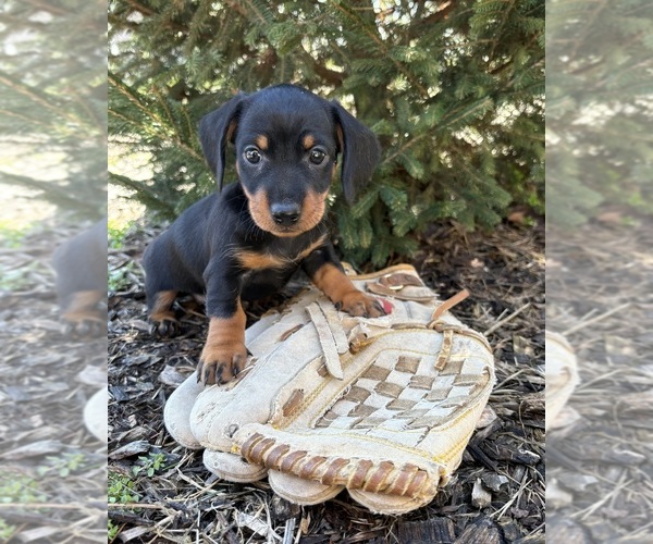Medium Photo #1 Dachshund Puppy For Sale in MIDDLEBURY, IN, USA