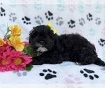 Small #5 Shih-Poo