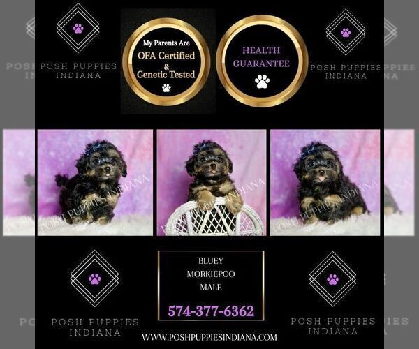 Medium Photo #7 Morkie Puppy For Sale in WARSAW, IN, USA