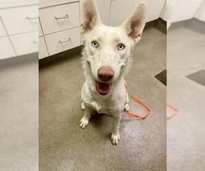 Medium Siberian Husky