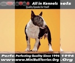 Small Miniature Bull Terrier
