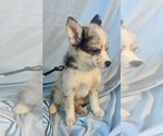 Small #4 Pomsky-Shiba Inu Mix