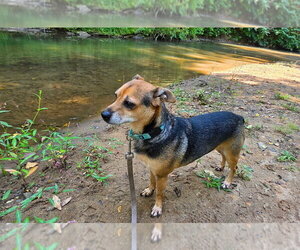 Barlow - Male Mutt Dog for Adoption - Photo #11