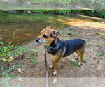 Small Photo #11 Mutt Puppy For Sale in Candler, NC, USA