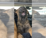 Small Photo #24 Malinois Puppy For Sale in SAN MARCOS, CA, USA