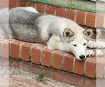 Small #5 Siberian Husky