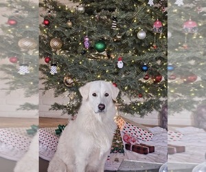 Mother of the Belgian Sheepdog-Great Pyrenees Mix puppies born on 06/05/2025