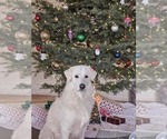 Small Photo #1 Belgian Sheepdog-Great Pyrenees Mix Puppy For Sale in ALBUQUERQUE, NM, USA