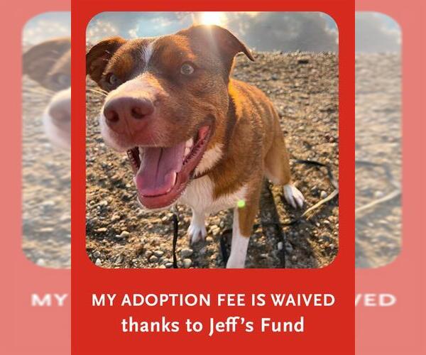 Medium Photo #4 Boxer-Catahoula Leopard Dog Mix Puppy For Sale in Dedham, MA, USA