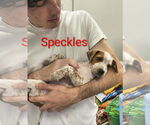 Small Beagle Mix