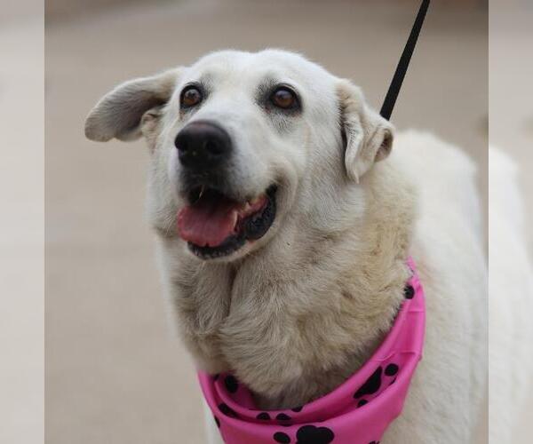 Medium Photo #1 Great Pyrenees-Unknown Mix Puppy For Sale in San Antonio, TX, USA