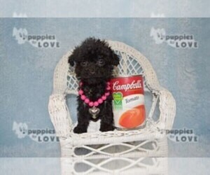 Maltipoo Puppy for sale in SANGER, TX, USA