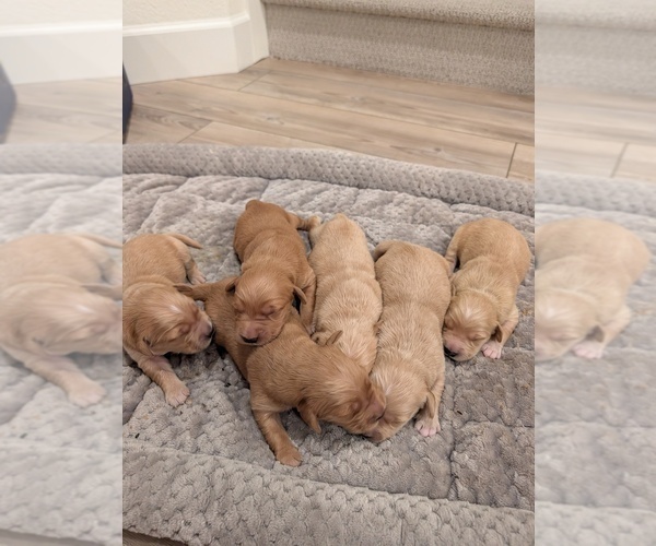 Medium Photo #4 English Cream Golden Retriever Puppy For Sale in SACRAMENTO, CA, USA