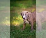 Small American Pit Bull Terrier