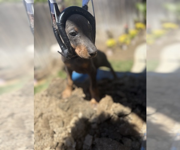Medium Photo #10 Doberman Pinscher Puppy For Sale in CERES, CA, USA