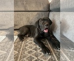Small Photo #2 Cane Corso Puppy For Sale in FULLERTON, CA, USA