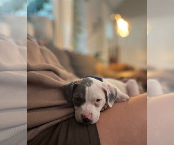 Medium Photo #6 American Staffordshire Terrier-Unknown Mix Puppy For Sale in Holly Springs, NC, USA