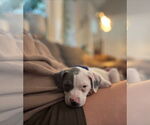 Small Photo #6 American Staffordshire Terrier-Unknown Mix Puppy For Sale in Holly Springs, NC, USA