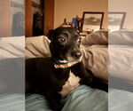 Small #4 Chihuahua Mix