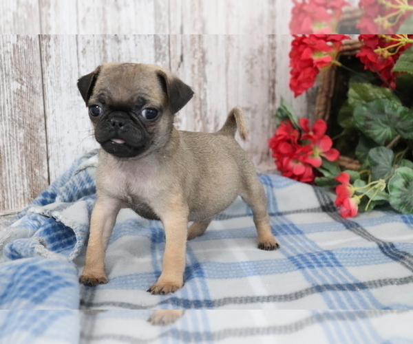 Medium Photo #2 Pug Puppy For Sale in SHILOH, OH, USA