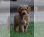 Small #3 Goldendoodle (Miniature)