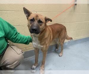 German Shepherd Dog Dogs for adoption in Tulsa, OK, USA