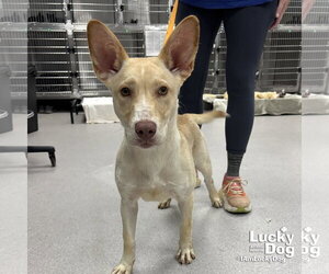 Retriever -Unknown Mix Dogs for adoption in Washington, DC, USA