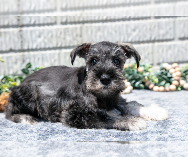 Medium Photo #1 Schnauzer (Miniature) Puppy For Sale in BALTIC, OH, USA