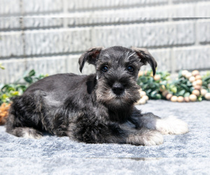 Schnauzer (Miniature) Litter for sale in BALTIC, OH, USA