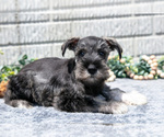 Image preview for Ad Listing. Nickname: Litter of 3