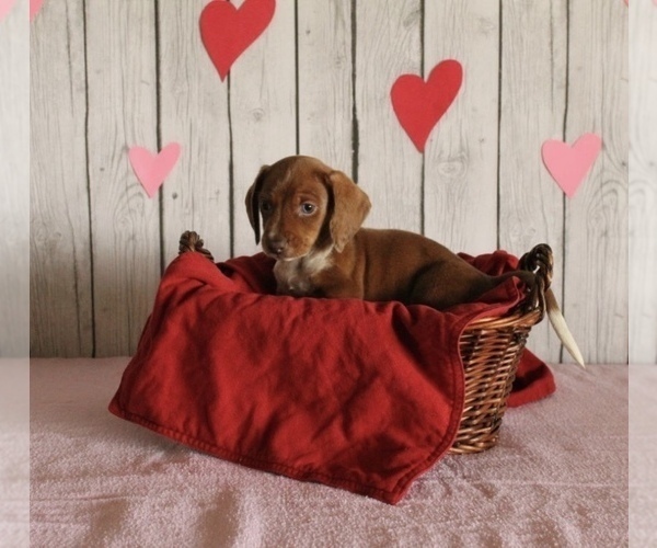 Medium Photo #3 Dachshund Puppy For Sale in WILLARD, OH, USA