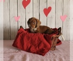 Small Photo #3 Dachshund Puppy For Sale in WILLARD, OH, USA