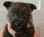 Puppy Jack Cairn Terrier