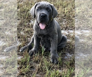 Cane Corso Puppy for sale in KEYSTONE HEIGHTS, FL, USA