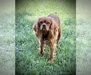 Mother of the Cavalier King Charles Spaniel puppies born on 05/01/2025