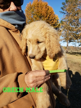 Medium Photo #7 Goldendoodle Puppy For Sale in CLARKSVILLE, TX, USA