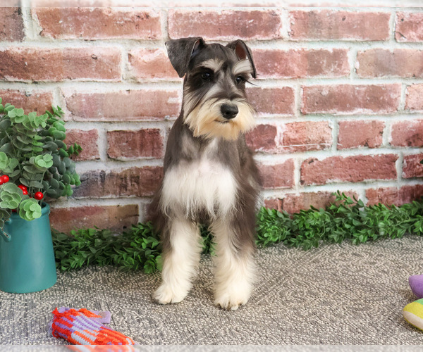 Medium Photo #5 Schnauzer (Miniature) Puppy For Sale in SYRACUSE, IN, USA