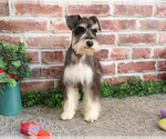 Small Photo #5 Schnauzer (Miniature) Puppy For Sale in SYRACUSE, IN, USA