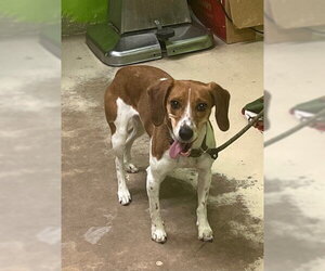 Beagle-Unknown Mix Dogs for adoption in Tampa, FL, USA