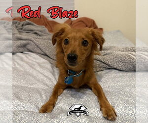 Red Blaze - Male Dachshund-Unknown Mix Dog for Adoption - Photo #8