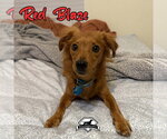 Small Photo #8 Dachshund-Unknown Mix Puppy For Sale in San Antonio, TX, USA