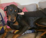 Small #3 Doberman Pinscher