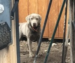 Small Photo #1 Labrador Retriever Puppy For Sale in DELTA, CO, USA