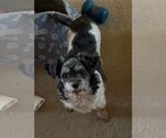 Small #3 Shih Tzu Mix