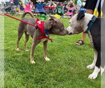 Small #4 American Pit Bull Terrier Mix