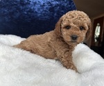 Small Photo #12 Goldendoodle (Miniature) Puppy For Sale in SAN FERNANDO, CA, USA